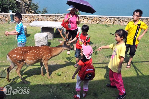 在大坵島上，梅花鹿與人們的熱情互動，讓造訪遊客留下難忘的回憶（圖片提供／連江縣政府）