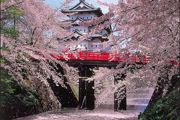 弘前公園天守閣、櫻花及紅橋所構成的深度美景。（圖片來源／青森縣觀光信息）