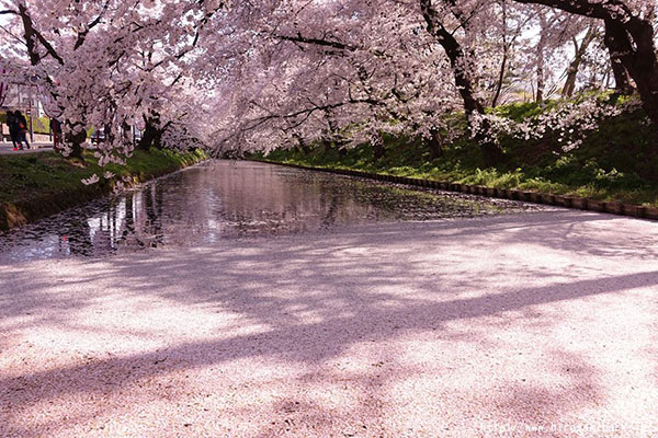 河面上遍布著像粉色地毯般的櫻花花瓣。（圖片來源／青森縣觀光信息）