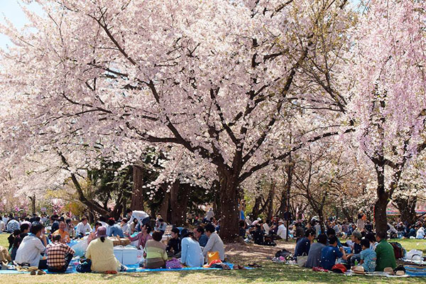 報名參加賞櫻會，體驗與當地居民一同坐在櫻花樹下，賞櫻享用美酒佳餚。（圖片來源／sakura.hirosakipark.jp）