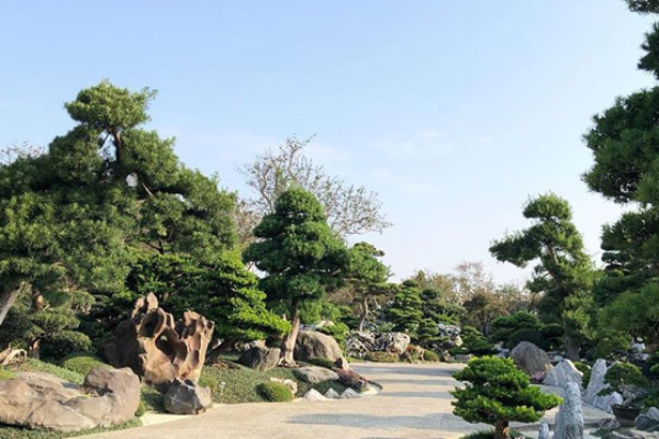 日式園藝的造景，從風水到樹種都十分講究。 (圖／台灣銘園庭園美術館)