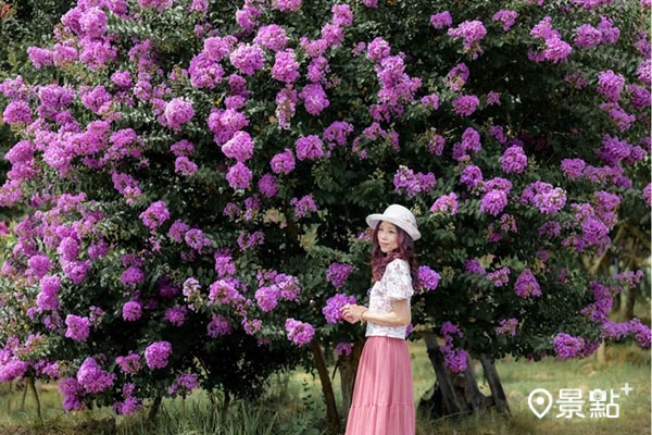 苑裡紫薇花園。 (圖/nelly.hong,下同) 苑裡紫薇花園。 (圖/nelly.hong,下同)