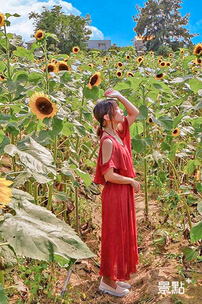每年5至10月是向日葵的花季。 每年5至10月是向日葵的花季。