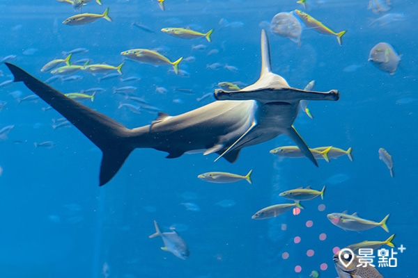入住的旅客可一睹海底鯊魚悠遊風采。