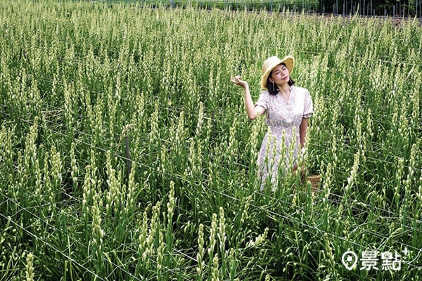 田尾鄉廣福宮旁種植一片夜來香花田。 田尾鄉廣福宮旁種植一片夜來香花田。