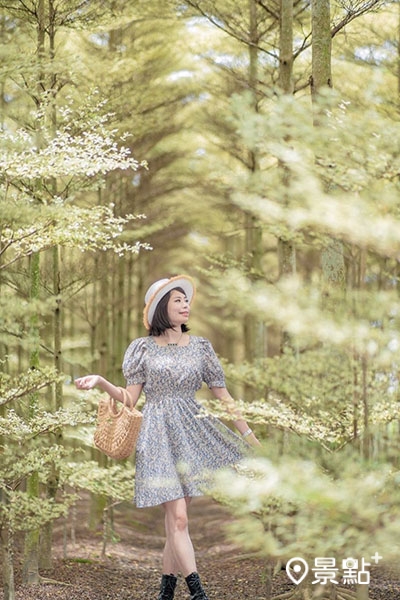 小葉欖仁森林有如冬季戀歌般的浪漫場景。 小葉欖仁森林有如冬季戀歌般的浪漫場景。