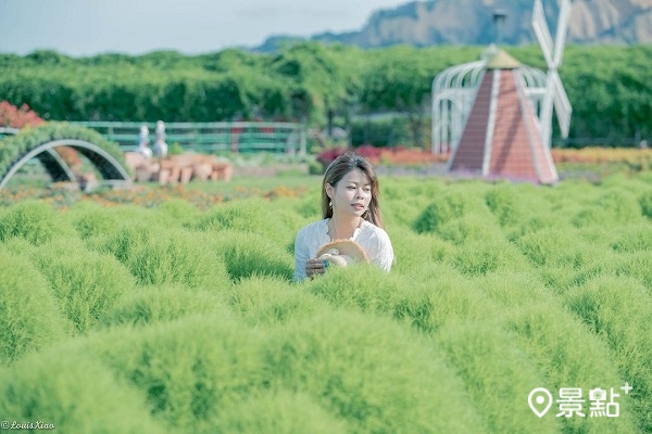 披針形葉片在春夏會長成毛茸茸的造型
