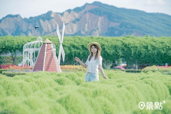 波波草夏季如松柏般翠綠