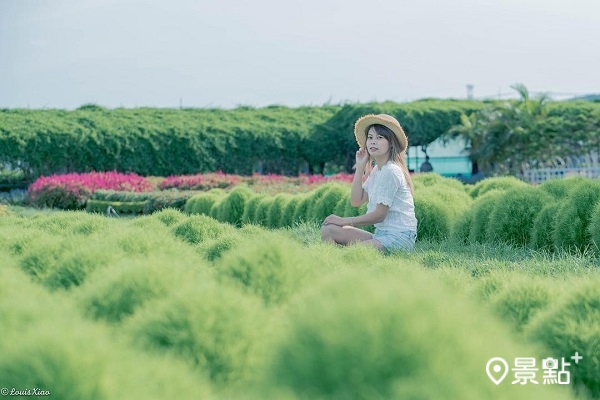 中社花市即日起至8月30日，台中市民憑身分證件賞花半票優惠。