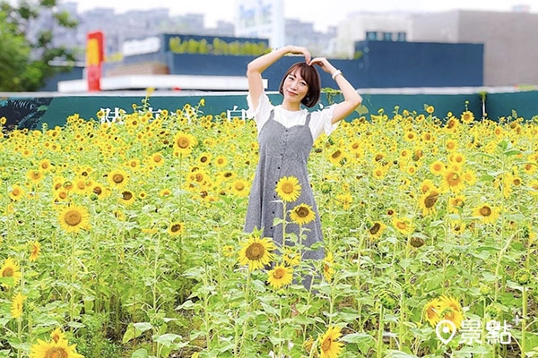 中央公園河南路二段接近凱旋路的向日葵花海。 (圖／littlestar0202，下同)