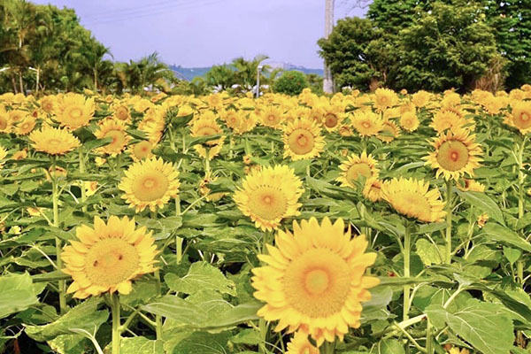 黃金向日葵。 (圖／中市觀光花市)
