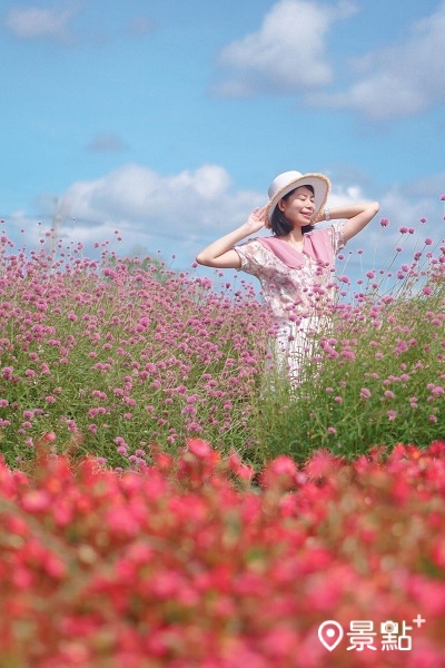 俗稱「圓仔花」的千日紅花海近日熱情盛開 俗稱「圓仔花」的千日紅花海近日熱情盛開