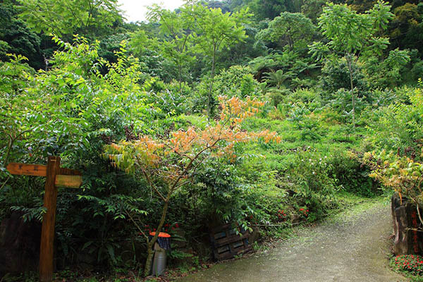 唐麻丹山步道林蔭。