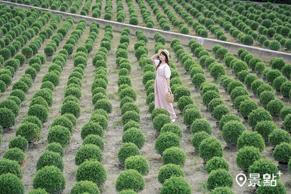 宛如抹茶小丸子的波波草拍起來十分療癒可愛。 宛如抹茶小丸子的波波草拍起來十分療癒可愛。