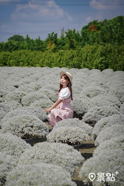 同樣在彰化田尾的建華芙蓉園也有著超高人氣的「雪白波波草」。 同樣在彰化田尾的建華芙蓉園也有著超高人氣的「雪白波波草」。