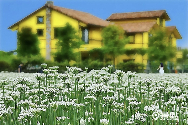 雪白韭菜花海限定美拍 夢幻九月雪地景藝術一起賞 蕃新聞