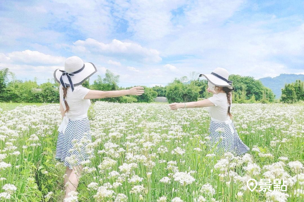 中新里的韭菜花海是全國最大的韭菜專業區 (圖/yuxin_ling,以下同) 中新里的韭菜花海是全國最大的韭菜專業區 (圖/yuxin_ling,以下同)