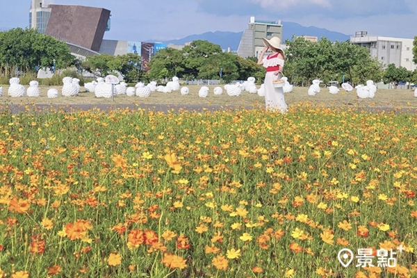 新北考古公園大波斯菊花海與白羊裝置。(圖/yijiun_lee) 新北考古公園大波斯菊花海與白羊裝置。(圖/yijiun_lee)