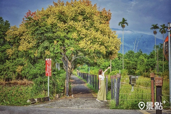 嘉義竹崎車道附近的台灣欒樹美景。(圖／yu_ning0202，下同)