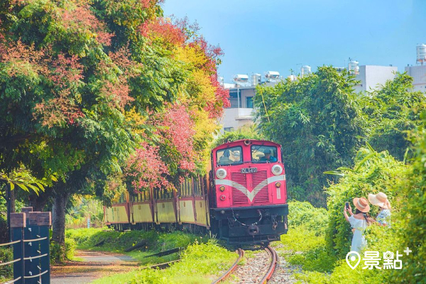 滿竹自行車道全台唯一拍到阿里山小火車和台灣欒樹同框。(圖／bing__ben)