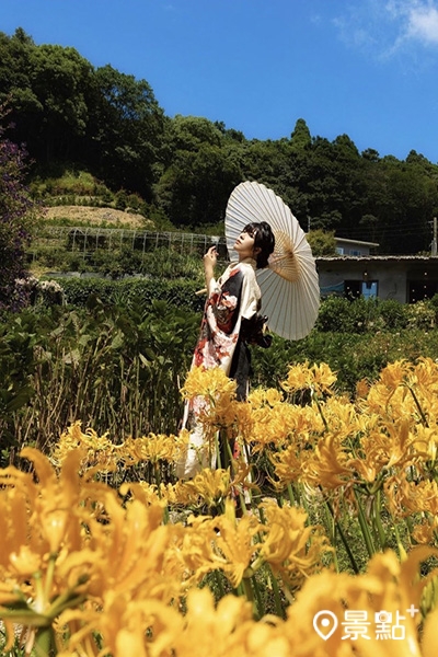 曹家花田香金花石蒜盛開美景。(圖/sky_kuei) 曹家花田香金花石蒜盛開美景。(圖/sky_kuei)