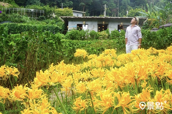 曹家花田香金花石蒜最佳賞花期預計至9月底。(圖/chih07090616,以下同) 曹家花田香金花石蒜最佳賞花期預計至9月底。(圖/chih07090616,以下同)