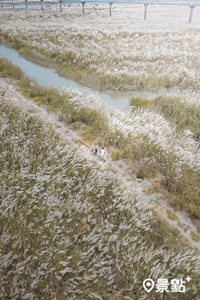 空拍視角西螺大橋滿版甜根子草美景。(圖／taki788778)