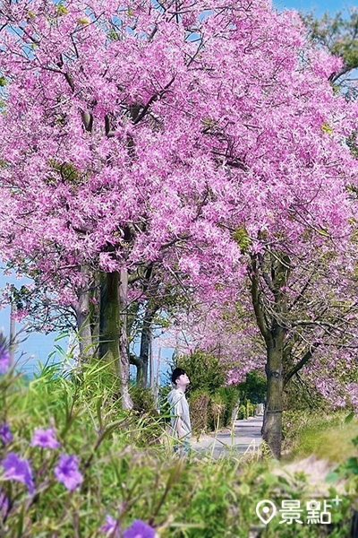 埤頭美人樹秘境茂密盛開十分浪漫。 (圖/sunlightbai,以下同) 埤頭美人樹秘境茂密盛開十分浪漫。 (圖/sunlightbai,以下同)