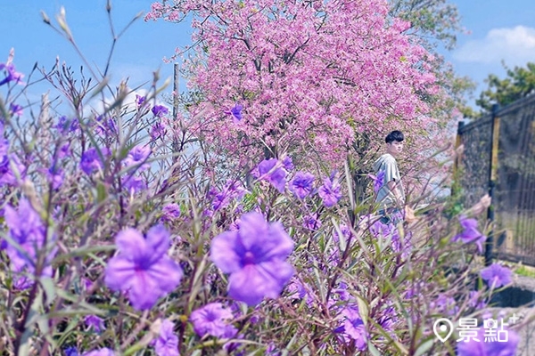 美人樹與紫花翠盧莉雙色花景。 美人樹與紫花翠盧莉雙色花景。
