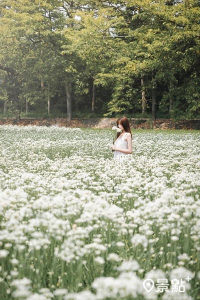 埤頭韭菜花田的雪白花景。 (圖/syl.vialife,下同) 埤頭韭菜花田的雪白花景。 (圖/syl.vialife,下同)