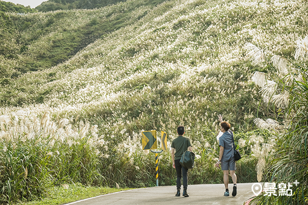 無耳茶壺山步道芒草花海。 無耳茶壺山步道芒草花海。