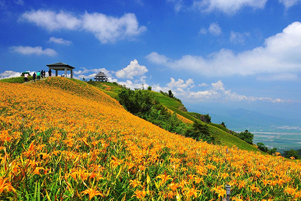 花蓮金針花海。 (圖/花蓮觀光旅遊局) 花蓮金針花海。 (圖/花蓮觀光旅遊局)