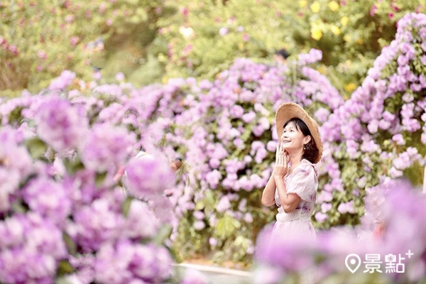 10月9日楓樹里蒜香藤步道花況。(圖/laiyuping9520,下同) 10月9日楓樹里蒜香藤步道花況。(圖/laiyuping9520,下同)