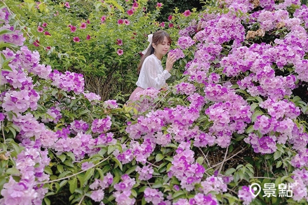 目前蒜香藤步道已開花至七成左右。(圖/tsotso_1206,下同) 目前蒜香藤步道已開花至七成左右。(圖/tsotso_1206,下同)