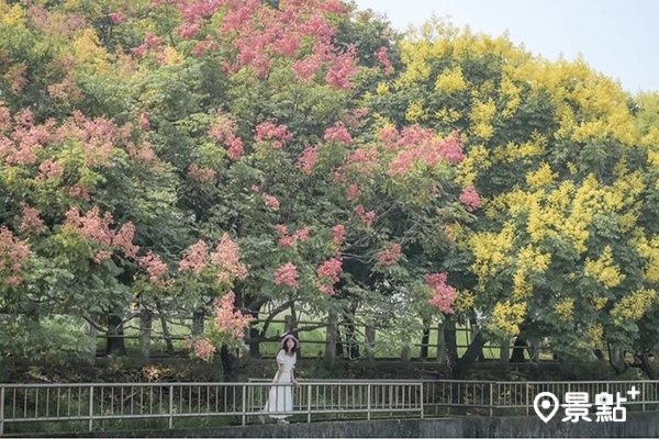 清水米粉寮大排的台灣欒樹美景。(圖/nelly.hong) 清水米粉寮大排的台灣欒樹美景。(圖/nelly.hong)