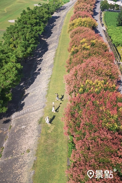 埔里內埔飛場台灣欒樹大道空拍。(圖/pierrehuang) 埔里內埔飛場台灣欒樹大道空拍。(圖/pierrehuang)