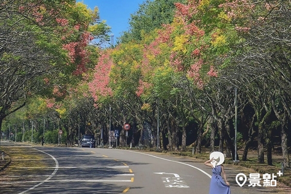 暨南大學台灣欒樹秋景。 (圖/an700328) 暨南大學台灣欒樹秋景。 (圖/an700328)