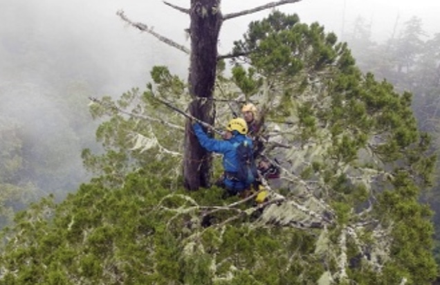 找樹的人在桃山神木樹頂利用空氣槍架設拍攝系統。 找樹的人在桃山神木樹頂利用空氣槍架設拍攝系統。