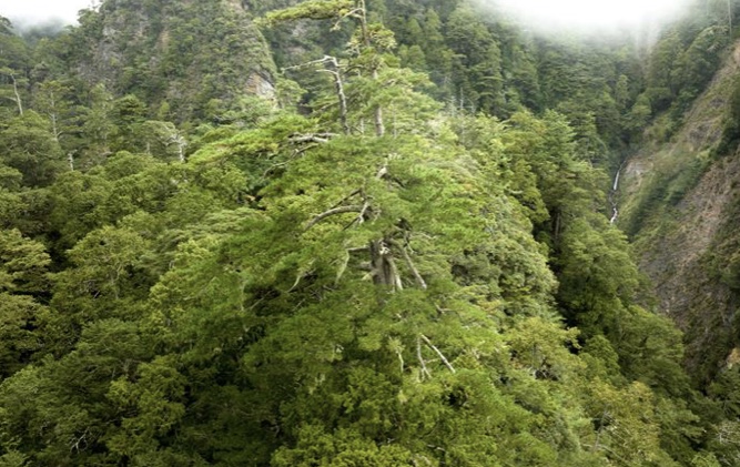 桃山神木生長在雪霸國家公園內。 桃山神木生長在雪霸國家公園內。