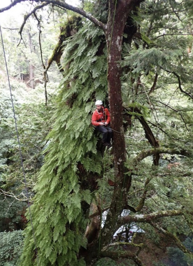 Steven Pearce於扁柏巨木樹冠層拍攝。