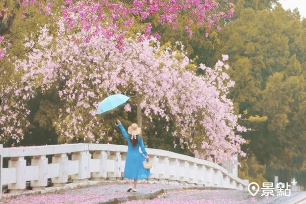 嘉義大學民雄校區的雙色美人樹交織美景。 (圖／3more_hi4，以下同)