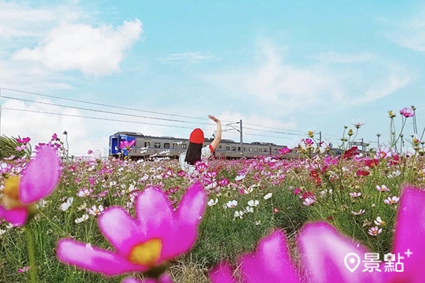大波斯菊火車花海景致吸引許多花迷、鐵道迷前往追火車。 (圖／liulianshen，下同)