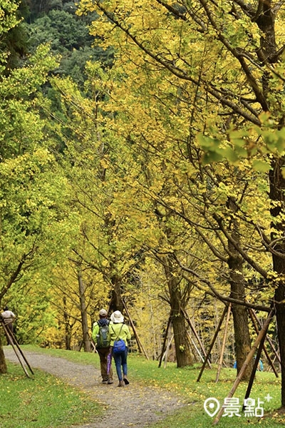 杉林溪銀杏森林步道美景。(圖/sherryhsueh,下同) 杉林溪銀杏森林步道美景。(圖/sherryhsueh,下同)