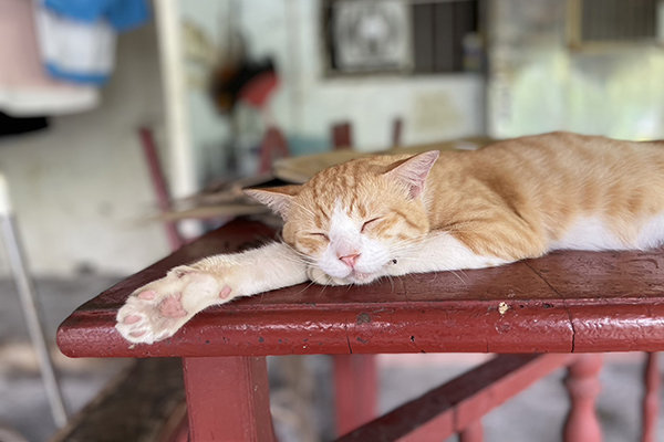 還可安排前往猴硐貓村找貓咪。