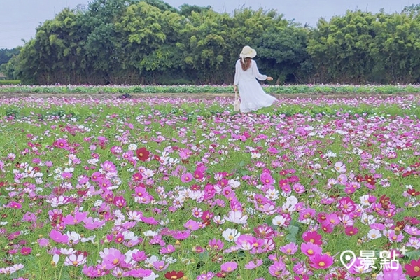 除了向日葵花海，還能賞到波斯菊花海。