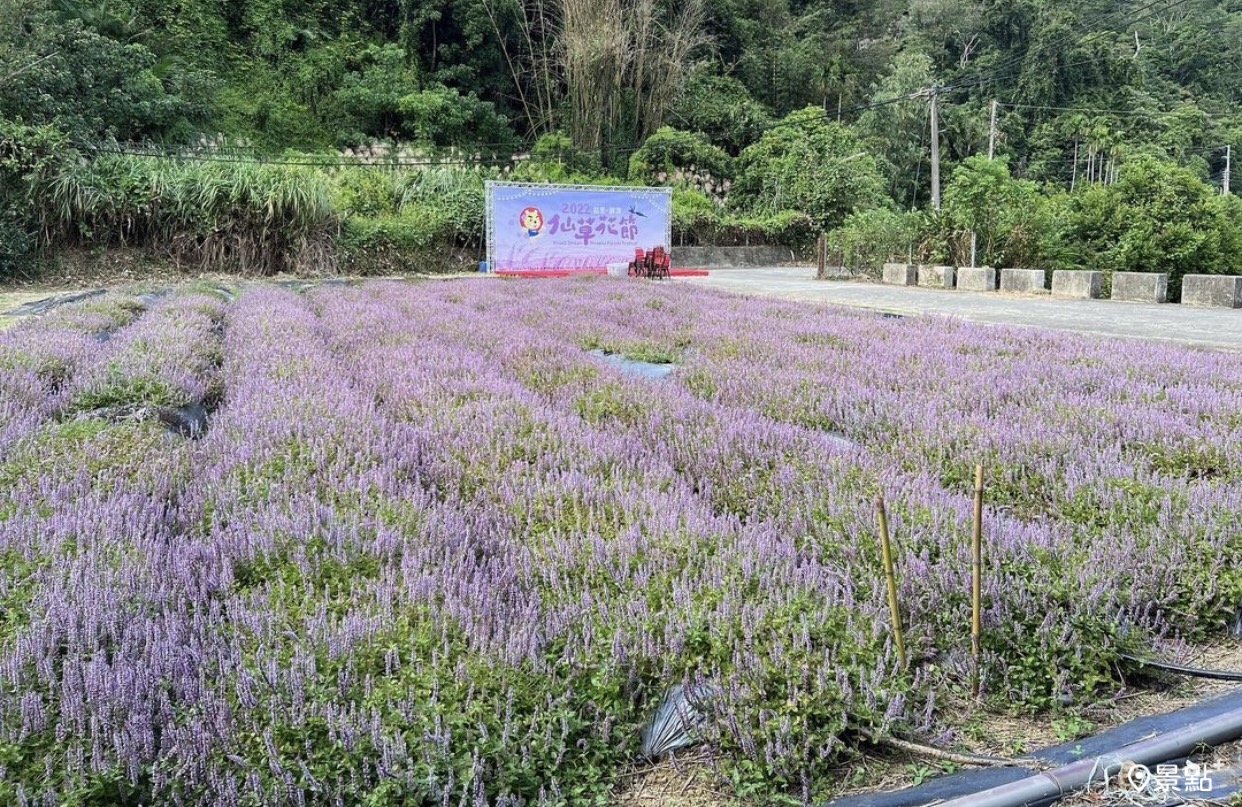 義民廟仙草花田。