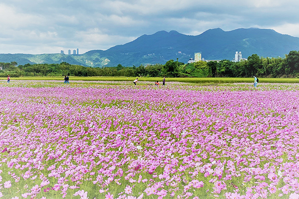 五公頃花海種有不同多色的色塊花海排列。(圖/2022關渡花海,以下同) 五公頃花海種有不同多色的色塊花海排列。(圖/2022關渡花海,以下同)