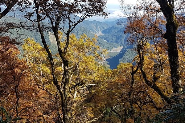 台灣山毛櫸步道位處太平山國家森林遊樂區翠峰山屋旁。 (圖／太平山國家森林遊樂區，以下同)