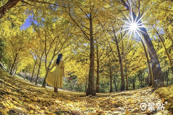 武陵農場的銀杏森林是每年秋冬的人氣美景。 (圖／chien_lan)