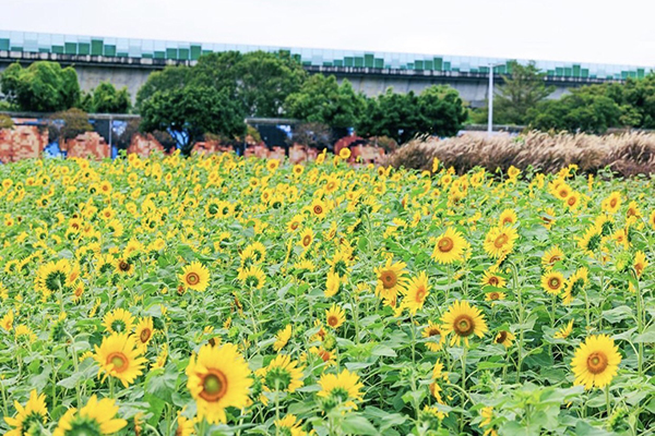大佳河濱公園一次種植3個不同花種的向日葵。（圖 / 台北水利處）